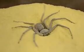 The Infamous Sand Spider In Action - Animals - VIDEOTIME.COM
