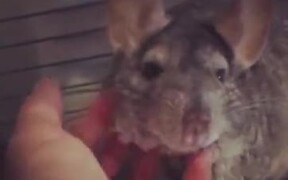 Even Rats Can Be Absolute Cutie Pies - Animals - VIDEOTIME.COM