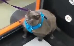 When You Go Back To The Gym After A Month - Animals - VIDEOTIME.COM
