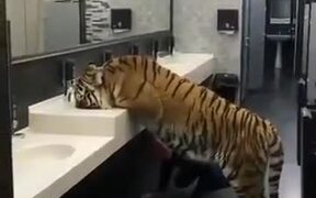 Oh My God, Tiger In A Bathroom! - Animals - VIDEOTIME.COM