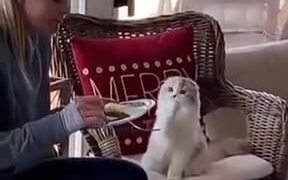 Cat Begs For Food, She Doesn't Share