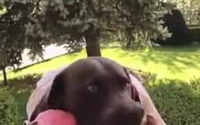 Dog Eats Watermelon While Making A Weird Face - Animals - VIDEOTIME.COM