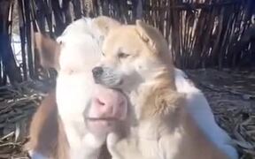Dog And Cow Are Buddies - Animals - VIDEOTIME.COM