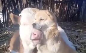 Dog And Cow Are Buddies