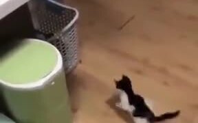 A Cat Fishing For A Kitten - Animals - VIDEOTIME.COM