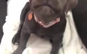 Little Puppy Literally Sounds Like A Goose