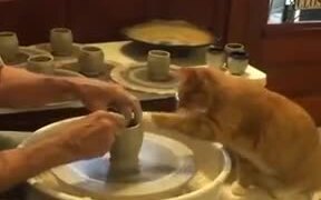 Cat Is Rather Good At Pottery