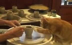 Cat Is Rather Good At Pottery - Animals - VIDEOTIME.COM