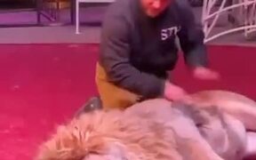 Manhandling A Huge Lion