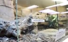 Venomous Lizard Eats Some Banana - Animals - VIDEOTIME.COM