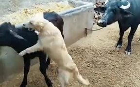 Dog Helps Calf Get Untied
