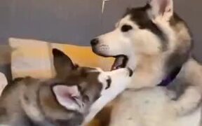 Siberian Husky Asks For A Kiss, Doesn't Get One