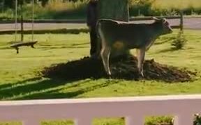 Who Said Cows Can't Be Pets? - Animals - VIDEOTIME.COM