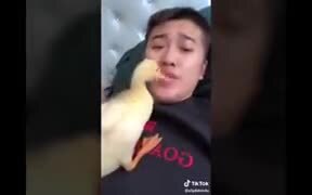 Duck Thinks Man's Mouth Is Where Food Comes From