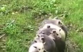 An Opossum And Its Babies!