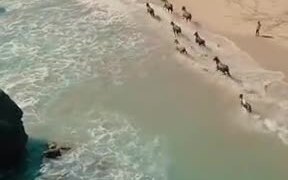 The Beautiful Scenery Of Horses Running