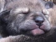 A Beautiful Rare Red Wolf Pup - Animals - Y8.COM