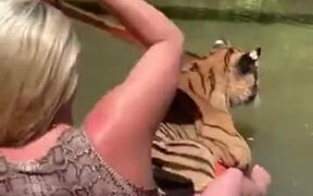 Nothing To Look At, Just A Tiger Out Kayaking