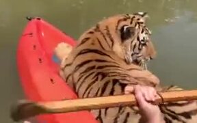 Nothing To Look At, Just A Tiger Out Kayaking - Animals - VIDEOTIME.COM