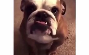 The Way This Dog Nods! - Animals - VIDEOTIME.COM