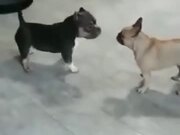 Two Doggos Go For A Dance Off!