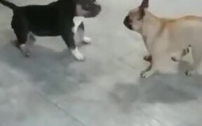Two Doggos Go For A Dance Off! - Animals - VIDEOTIME.COM