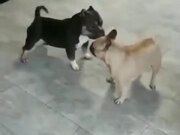 Two Doggos Go For A Dance Off! - Animals - Y8.COM