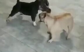 Two Doggos Go For A Dance Off! - Animals - VIDEOTIME.COM