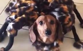 A Cute Doggo With A Spider Costume - Animals - VIDEOTIME.COM