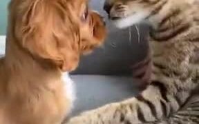 Two Very Unlikely Best Friends - Animals - VIDEOTIME.COM