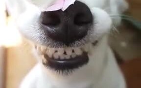 Cute Doggo Lets A Butterfly Stay On Its Nose