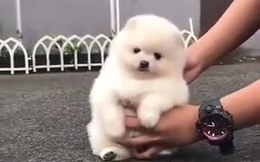 Absolute Floofball Of A Pomeranian Puppy!