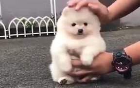 Absolute Floofball Of A Pomeranian Puppy! - Animals - VIDEOTIME.COM