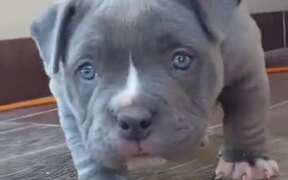 Absolutely Adorable Cute Baby Pitbull