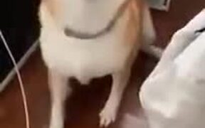 Cute Dog Starts Sneezing Violently - Animals - VIDEOTIME.COM
