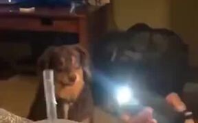 "Is This The Enlightened Drink?" - Animals - VIDEOTIME.COM