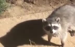 The Raccoons' Covers Have Been Blown! - Animals - VIDEOTIME.COM
