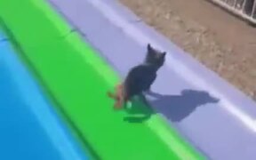 Puppy Really Loves Amusement Park Slides