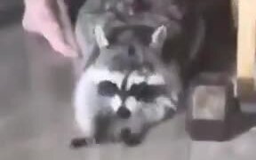 Raccoon Washes It's Face Under A Hose! - Animals - VIDEOTIME.COM