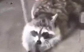 Raccoon Washes It's Face Under A Hose! - Animals - VIDEOTIME.COM