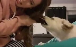 Remember To Tie Your Hair Around Puppies - Animals - VIDEOTIME.COM