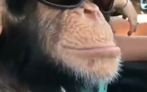 Chimpanzee Is Loving Them Shades!