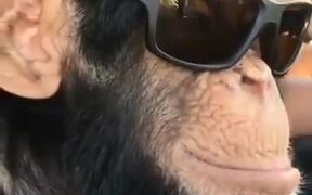 Chimpanzee Is Loving Them Shades! - Animals - VIDEOTIME.COM
