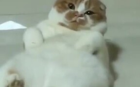 What A Fat And Cute Catto! - Animals - VIDEOTIME.COM