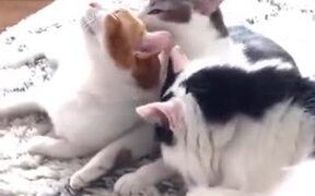 Is This The Cat Spa? - Animals - VIDEOTIME.COM