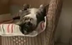 What A Cute Case! - Animals - VIDEOTIME.COM