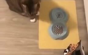 Give Me My Food! - Animals - VIDEOTIME.COM