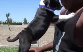 Extremely Cute Puppy With His Big Man! - Animals - VIDEOTIME.COM