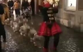 Parading Around Town With Geese! - Fun - VIDEOTIME.COM