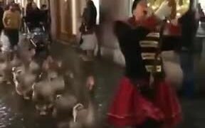 Parading Around Town With Geese!
